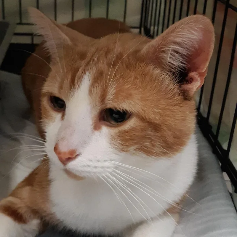 An adult medium-sized male Orange / Red Domestic Short Hair cat named Qtip for adoption in Spokane, WA