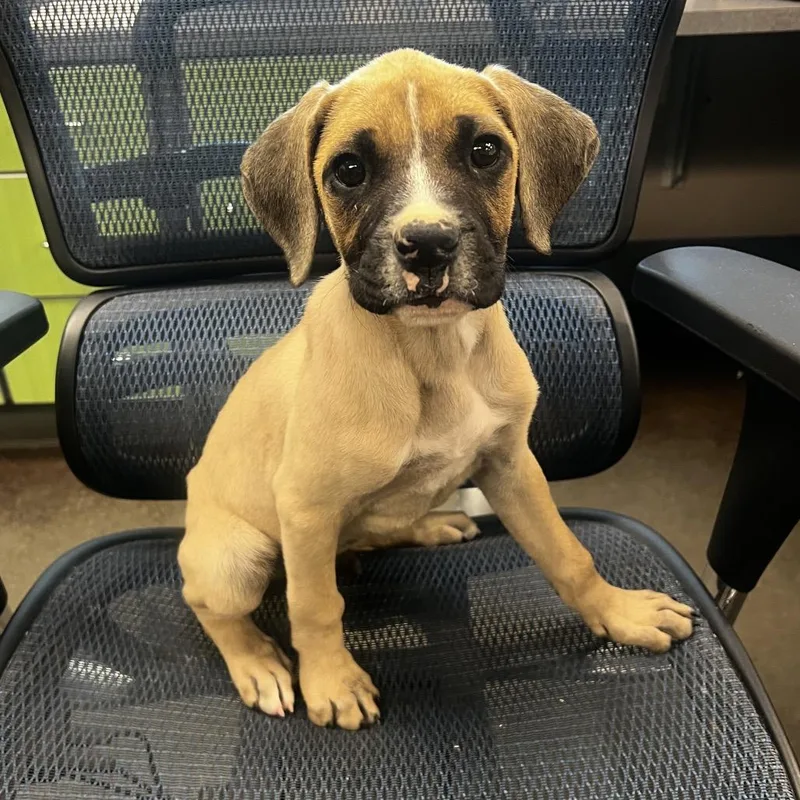 A baby small-sized male Yellow / Tan / Blond / Fawn Boxer dog named Soap for adoption in Norman, OK