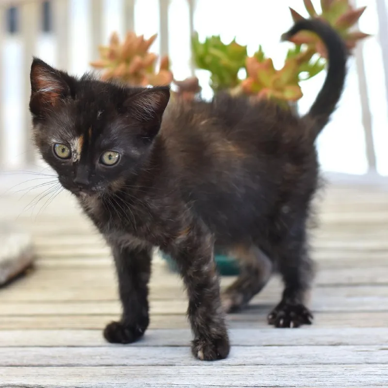 A baby medium-sized female Tortoiseshell Domestic Short Hair cat named Eve for adoption in Conroe, TX