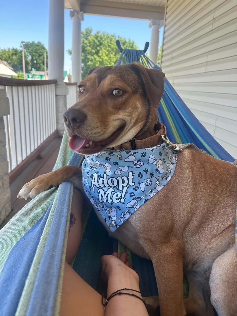 An adult medium-sized female Golden Mixed Breed dog named Jubilee for adoption in Columbia, MO