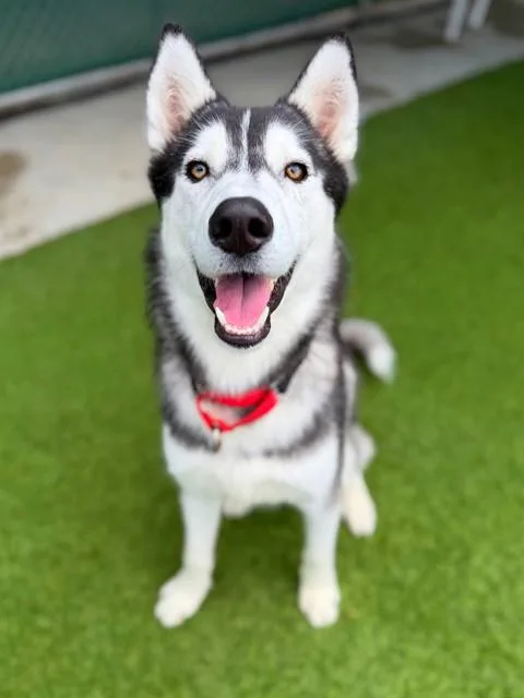 A young medium-sized male Siberian Husky dog named Lunar for adoption in Agoura, CA