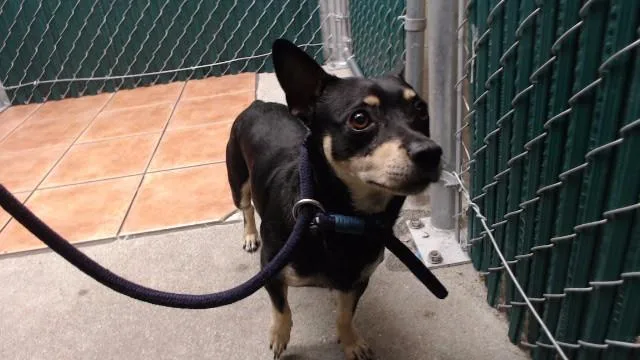 An adult small-sized male Chihuahua dog named Ivan for adoption in Downey, CA
