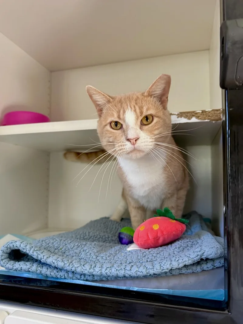 An adult large-sized male Buff & White Domestic Short Hair cat named Squash for adoption in Ramsey, NJ