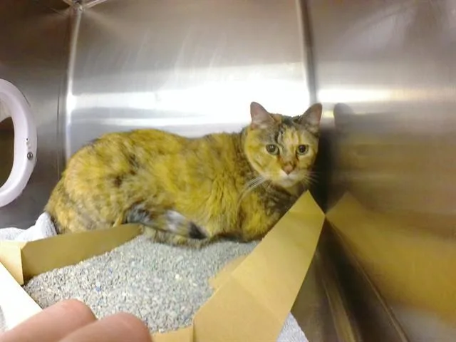 An adult large-sized female Domestic Short Hair cat named Marble for adoption in Omaha, NE