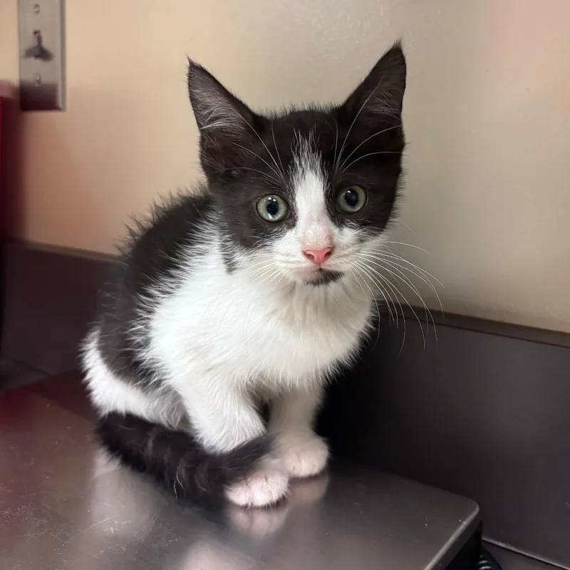 A baby small-sized female Black Domestic Short Hair cat named Quins for adoption in Columbus, GA
