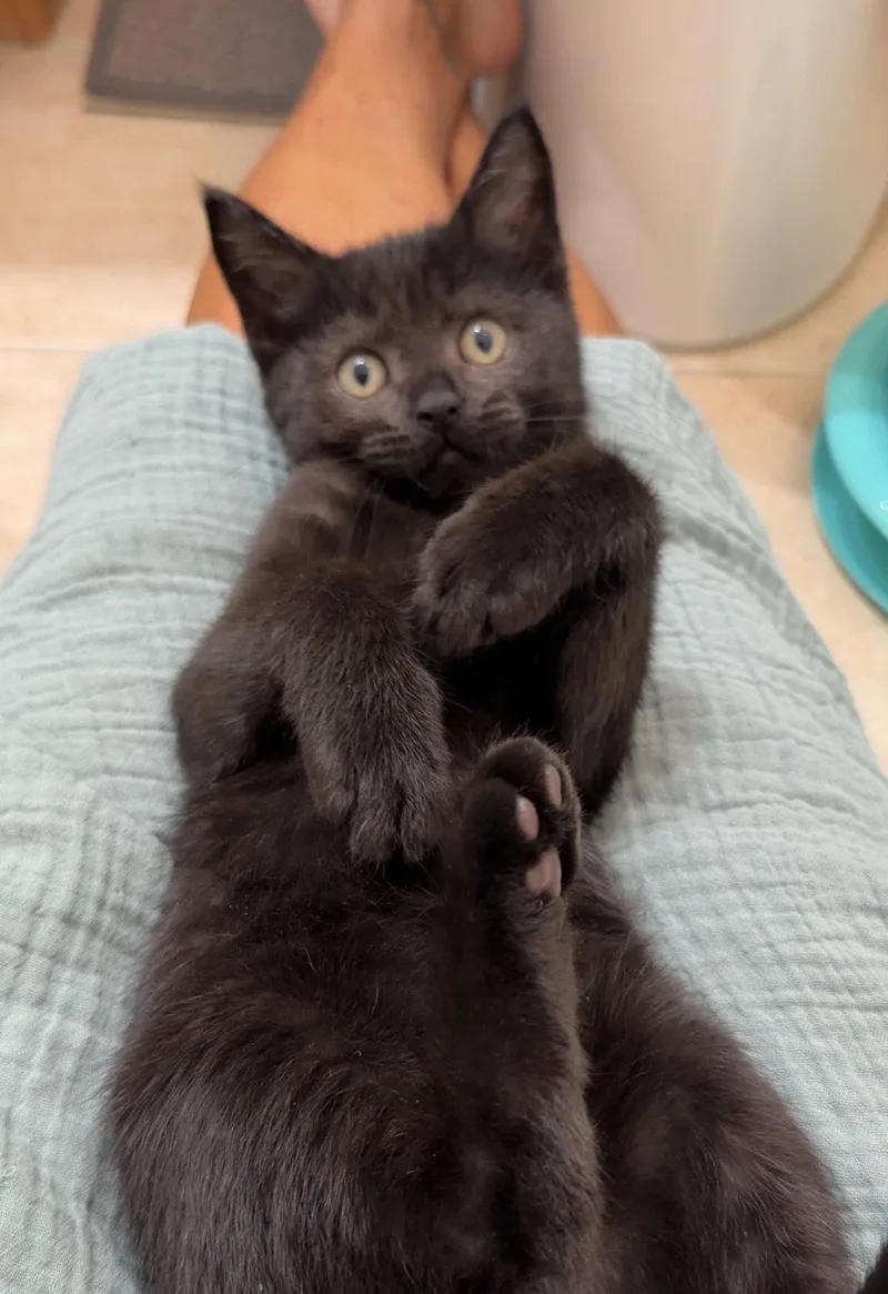 A baby medium-sized male Domestic Short Hair cat named Moby for adoption in Orlando, FL