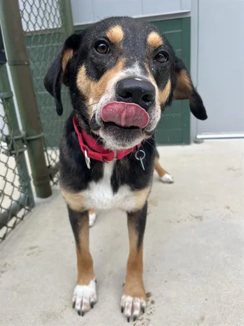 An adult medium-sized male Hound dog named Biff for adoption in Leesburg, VA