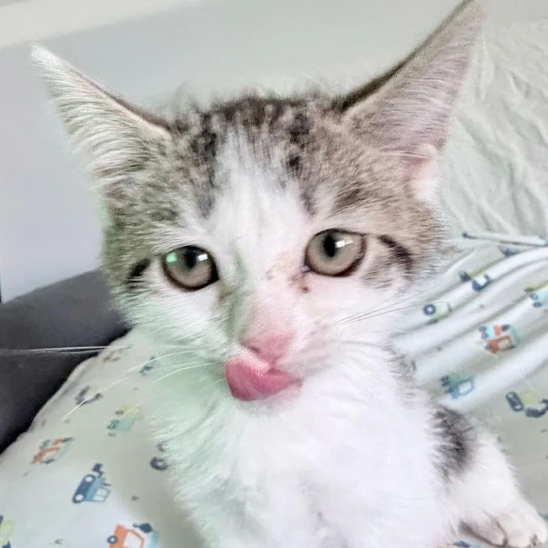 Curiosity thumbnail 2