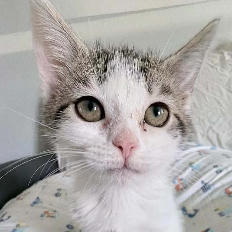 Curiosity thumbnail 3