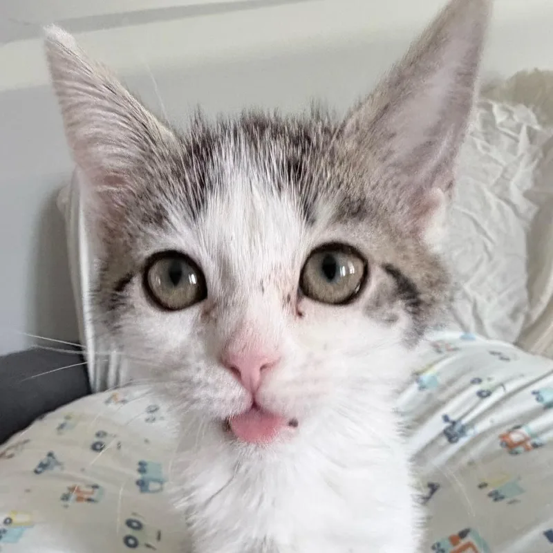 Curiosity thumbnail 4