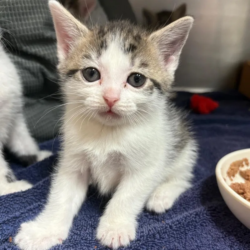 Curiosity thumbnail 5