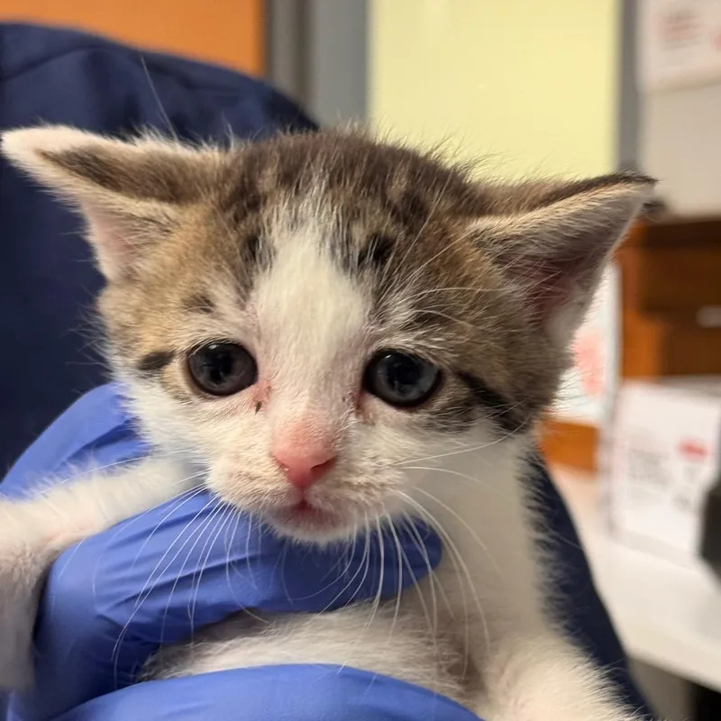 Curiosity thumbnail 6