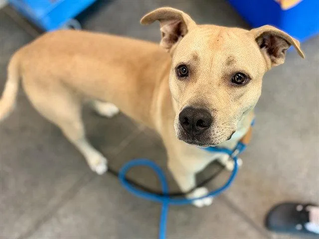 An adult large-sized male Labrador Retriever dog named Budderball for adoption in Tavares, FL