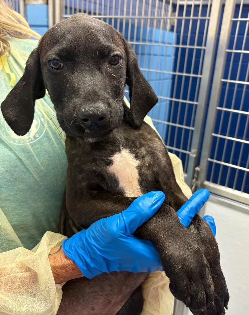 A baby medium-sized male Labrador Retriever dog named Kevin for adoption in Hartsville, SC