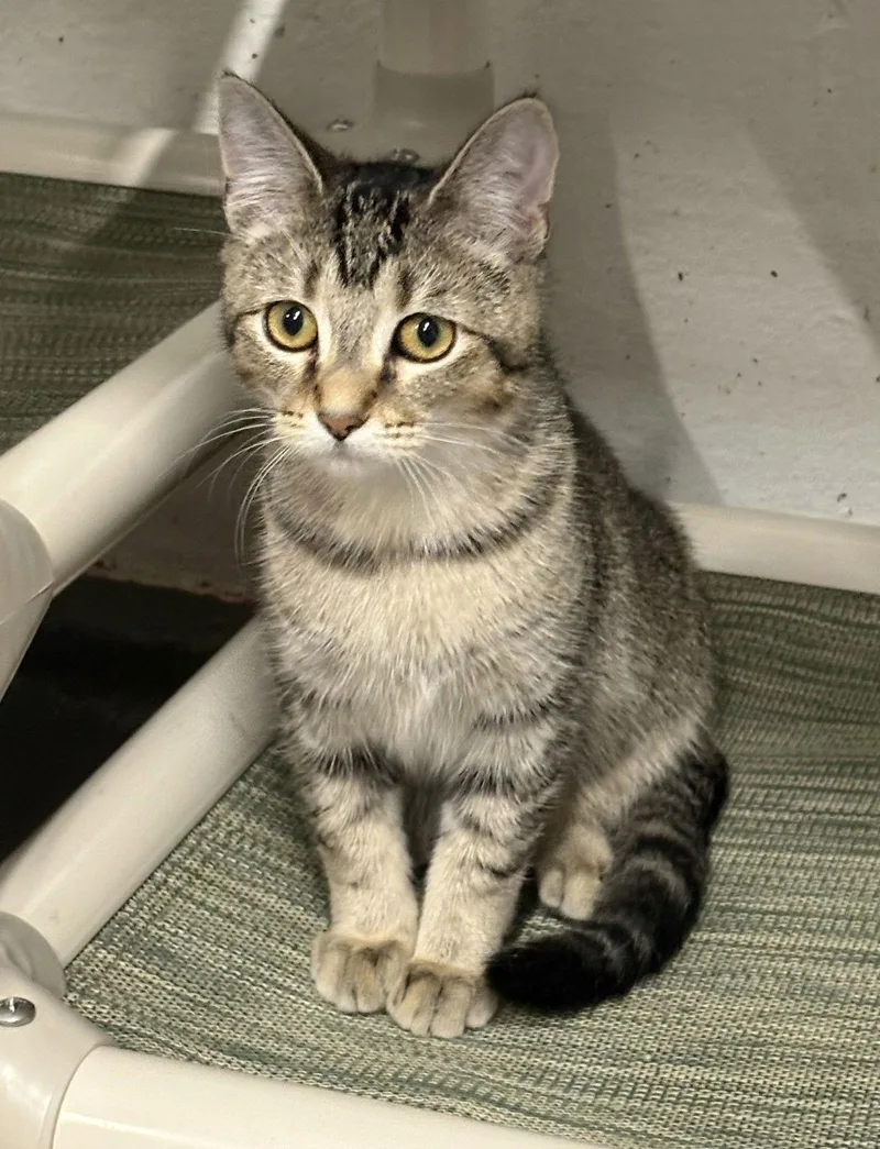 Victoria thumbnail 2