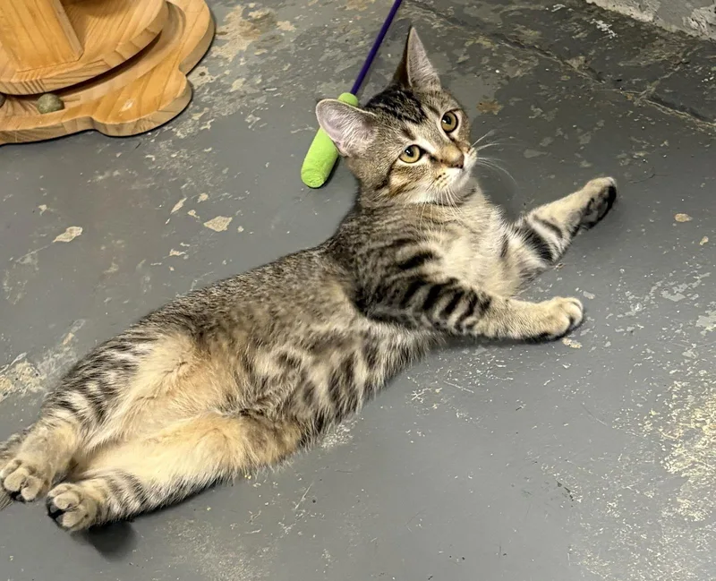 Victoria thumbnail 3