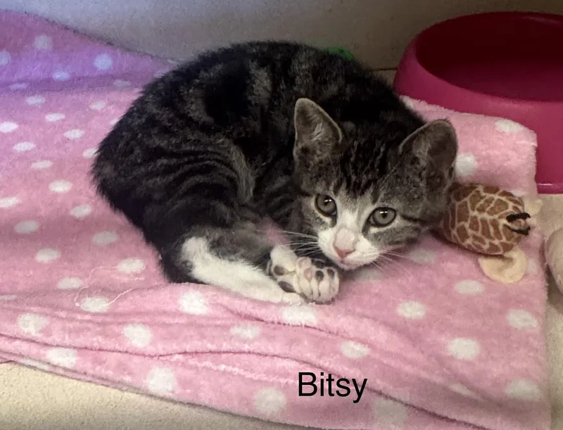 A baby medium-sized female Tabby (Gray / Blue / Silver) Tabby cat named Bitsy for adoption in Ulster, PA