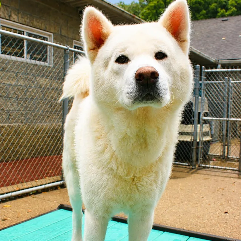 An adult large-sized male White / Cream Mixed Breed dog named Polar AKA Shadow for adoption in Charleston, WV