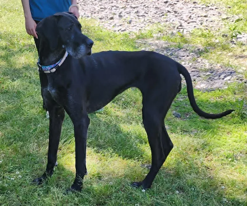An adult large-sized female Great Dane dog named Sadie for adoption in Wetumpka, AL