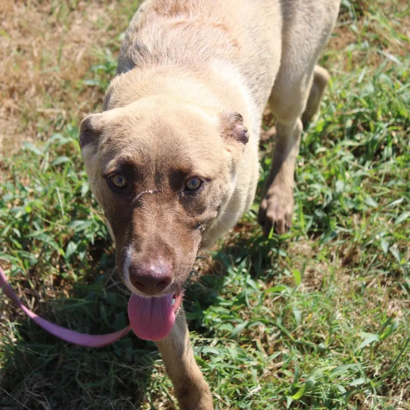 A young medium-sized female Yellow / Tan / Blond / Fawn Retriever dog named Yang for adoption in Cleveland, MS