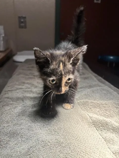 A baby small-sized female Domestic Short Hair cat named Miss Cali for adoption in Rancho Cucamonga, CA