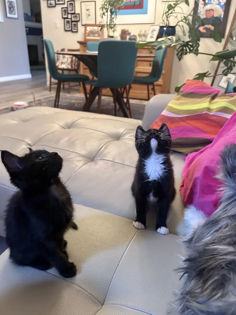 A baby medium-sized female Black Domestic Short Hair cat named Pip for adoption in Rocklin, CA