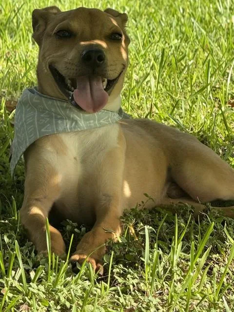 A young small-sized male Pit Bull Terrier dog named Bambi for adoption in Pasadena, TX