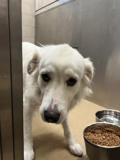 An adult medium-sized female Great Pyrenees dog named Twilight for adoption in Farmers Branch, TX