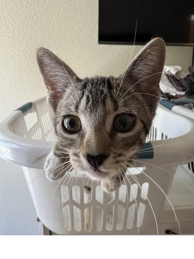 A baby medium-sized female Domestic Short Hair cat named Bubbles for adoption in Roseville, CA