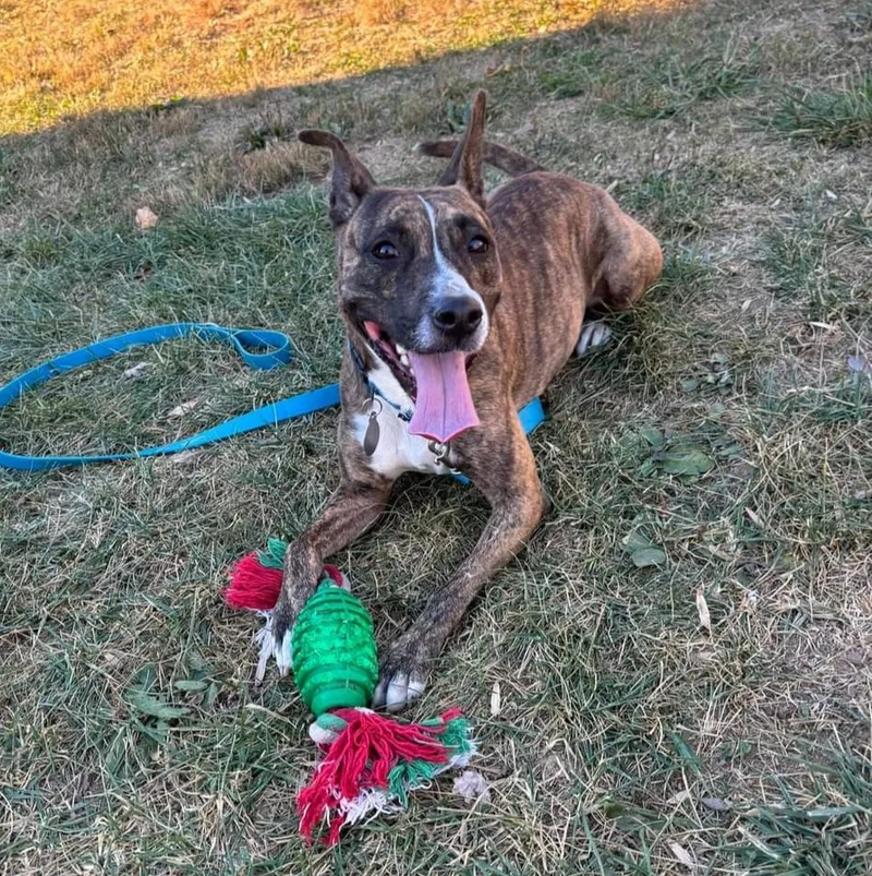 A young medium-sized female Brindle Pit Bull Terrier dog named Blueberry for adoption in Phoenixville, PA