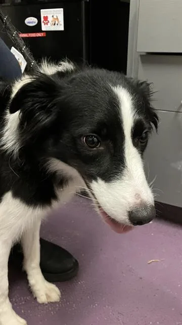 An adult medium-sized female Border Collie dog named Sabrina for adoption in Long Beach, CA