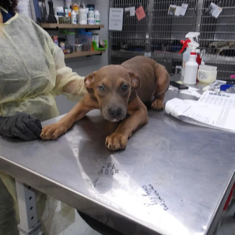 A baby medium-sized male Red / Chestnut / Orange Doberman Pinscher dog named Roy Pup for adoption in Marble, NC