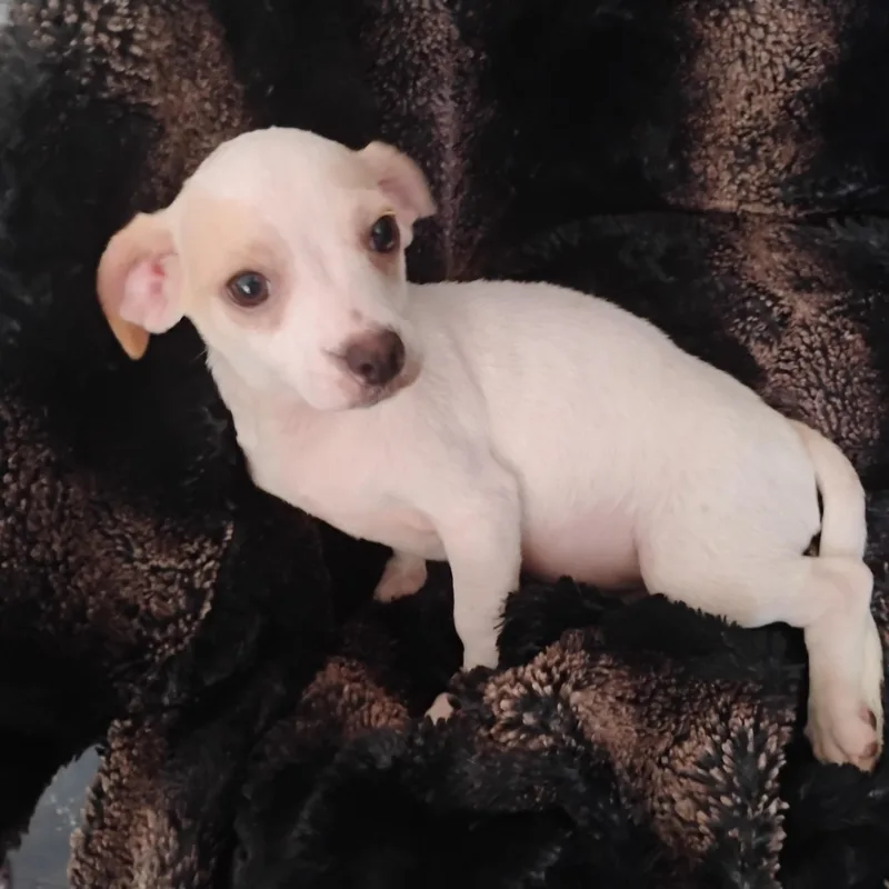 A baby small-sized female Chiweenie dog named Cera for adoption in Winter haven, FL