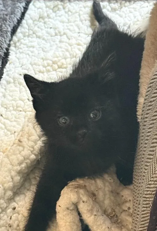 A baby small-sized male Black Domestic Short Hair cat named Gene Belcher for adoption in Ferndale, MI