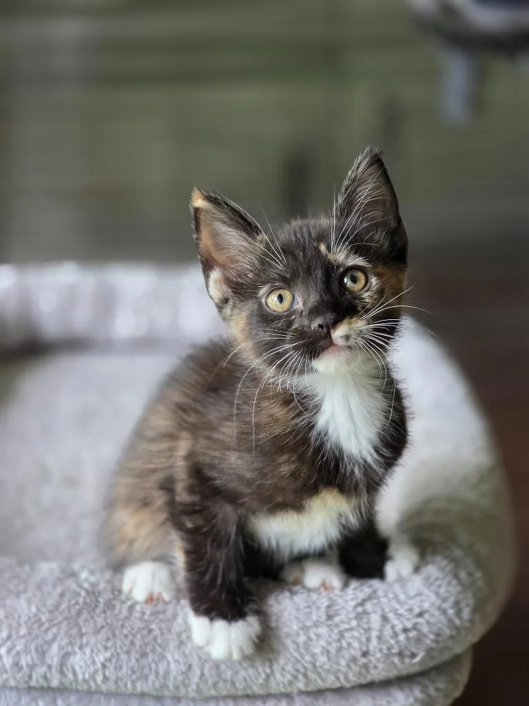 A baby medium-sized female Domestic Short Hair cat named Vega for adoption in Hoover , AL