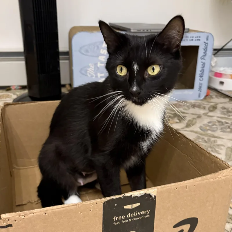 A young medium-sized female Black & White / Tuxedo Domestic Short Hair cat named Lindy for adoption in East Greenwich, RI