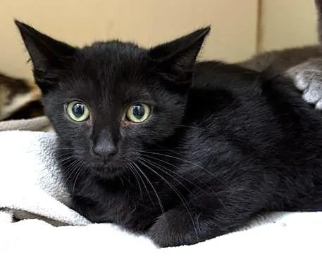 A baby medium-sized male Domestic Short Hair cat named Jean for adoption in Dedham, MA