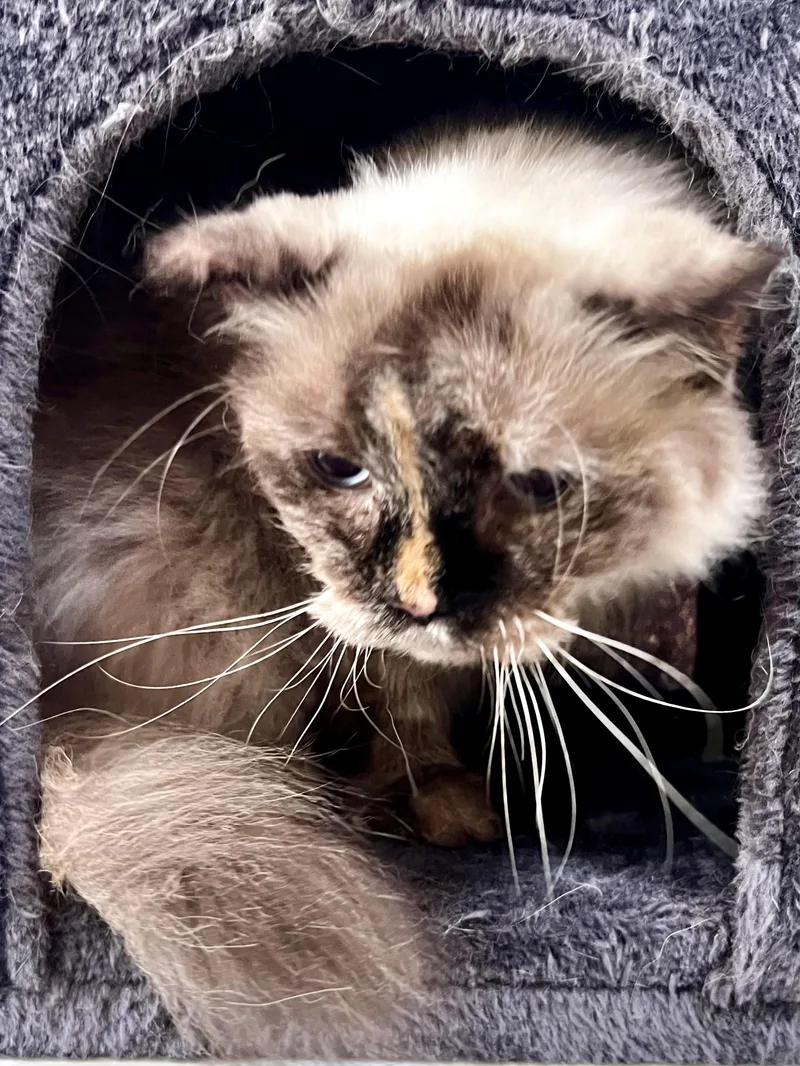 A senior medium-sized female Tortoiseshell Himalayan cat named Lilly for adoption in Ladson, SC