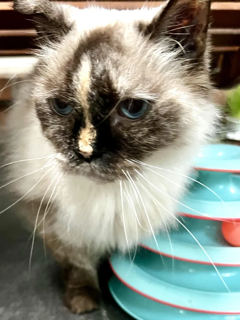 Lilly thumbnail 3
