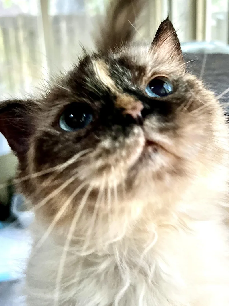 Lilly thumbnail 6