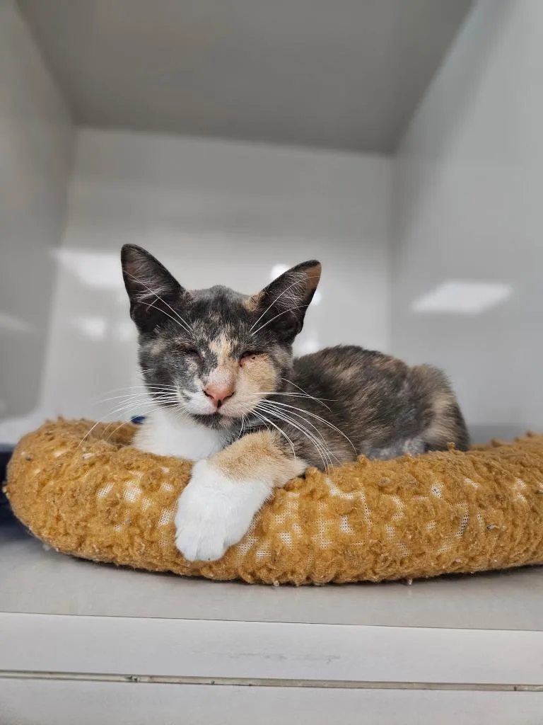 A baby small-sized female Domestic Short Hair cat named Buttons for adoption in Corpus Christi, TX