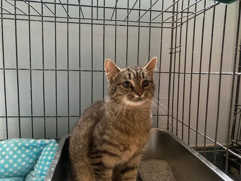 A young medium-sized male Domestic Short Hair cat named Colt for adoption in Wabash, IN