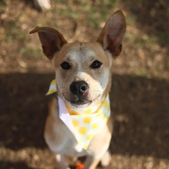 A young medium-sized male Terrier dog named Aries for adoption in San Antonio, TX