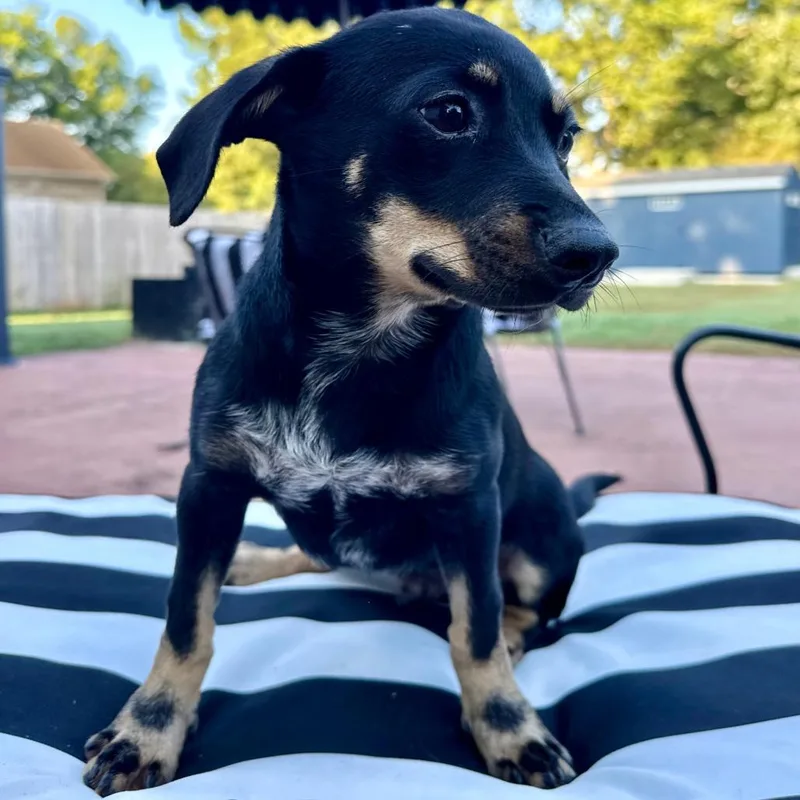A baby small-sized male Dachshund dog named Mater for adoption in Huntsville, AL
