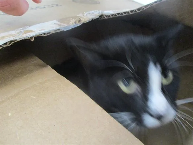 A young small-sized female Domestic Short Hair cat named Gabby for adoption in Ocala, FL