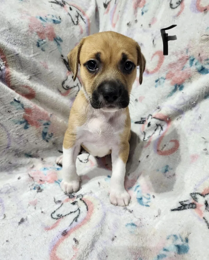 A baby medium-sized female White / Cream American Staffordshire Terrier dog named Crest for adoption in Hamilton , NJ