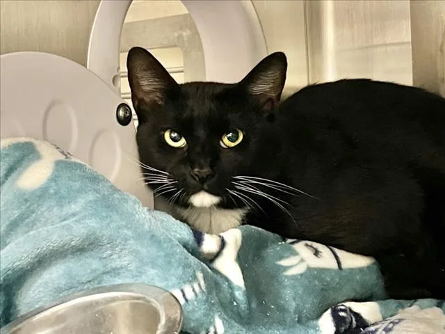 A young small-sized male Domestic Short Hair cat named Nate for adoption in Chapel Hill, NC