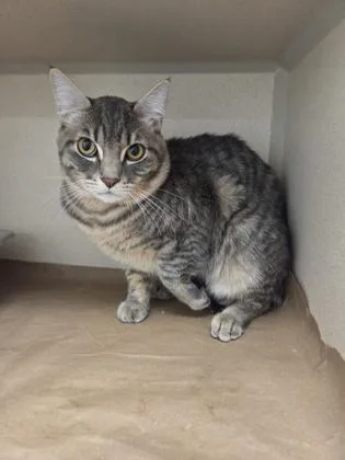 A young small-sized male Domestic Short Hair cat named Rowan for adoption in Bellevue, WA