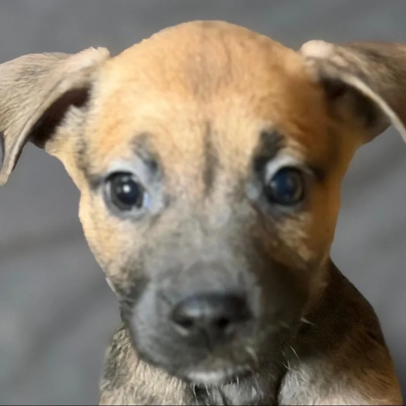 A baby small-sized female Black Mixed Breed dog named Sushi for adoption in Allentown, PA