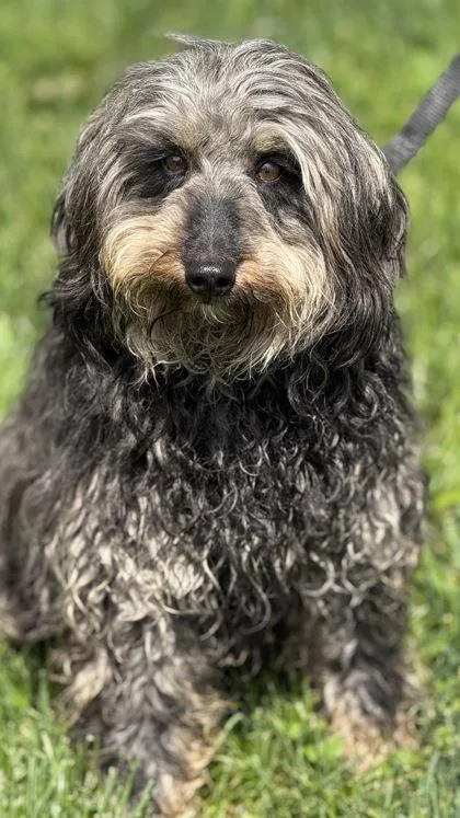 An adult medium-sized female Bernese Mountain Dog dog named Brandy for adoption in Malvern, PA